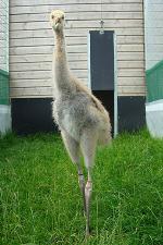 Red Black Yellow on 28th June 2013 Red Black Yellow on 28th June 2013